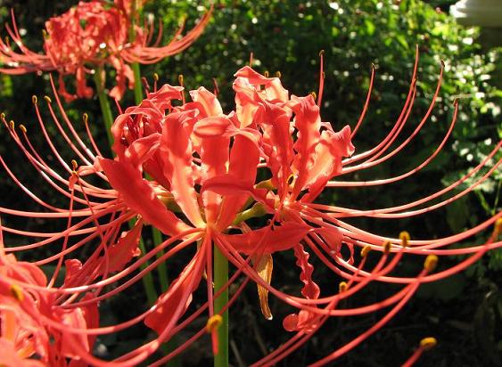 Plant This Spider Lily Digging